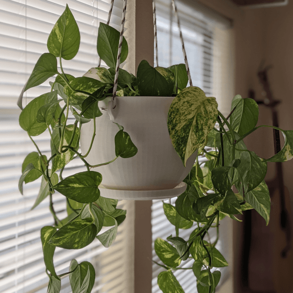 3d-printed hanging pot